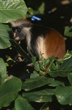 TANZANIA, Zanzibar, Wildlife, Red Colobus monkey (Piliocolobus kirkii) in tree.