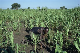SUDAN, Farming, Dinka man tending maize and other crops.