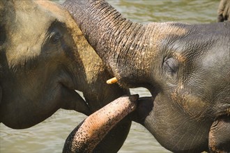 SRI LANKA, Pinnewala, Elephants in the Pinnewala Elephant Orphanage.