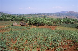 RWANDA, South West, Agriculture, Field of cassava and banana plantation on farm in French
