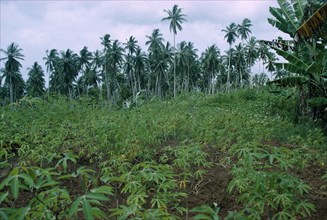 ZANZIBAR, Farming, Field of cassava.