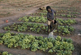 SENEGAL, Farming, Young boy watering lettuce on vegetable patch.