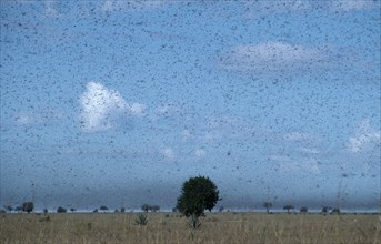 MADAGASCAR, Insects, Locusts, Swarm of locusts moving south towards Toliara.