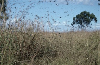 MADAGASCAR, Insects, Locusts, Swarm of locusts.