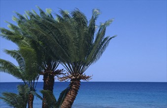 TREES, Palms, Palm Trees next to calm sea and clear blue sky