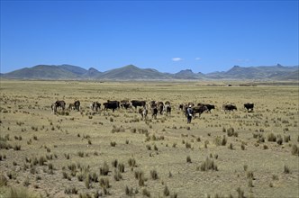 PERU, Farming, Animal, "Cattle grazing on plain in Andes mountain range, Puno to Cusco Perurail