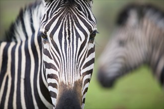 SOUTH AFRICA, Gauteng, Zebras in the Pilanesburg National Park.