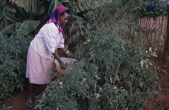KENYA, Kibwezi, Woman watering tomato crop growing on shamba.