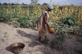 GAMBIA, Agriculture, Woman watering plants and saplings in tree nursery.