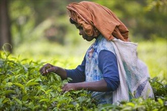 SRI LANKA, Kandy, Picking tea in the hill plantations around Kandy.