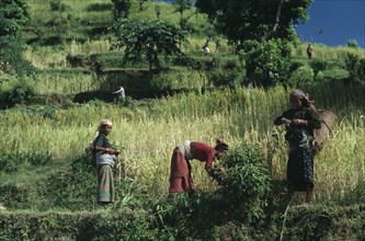 NEPAL, Gorkha, Palkhu Village, Women working in terraced wheat field.