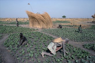 SUDAN, Agriculture, Farming, "Dinka tending tobacco crop, woman carrying child on her back in