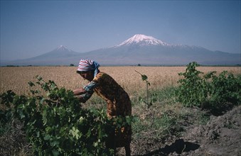 ARMENIA, Agriculture, Woman working in vineyard with field of corn beyond and Mount Ararat in the
