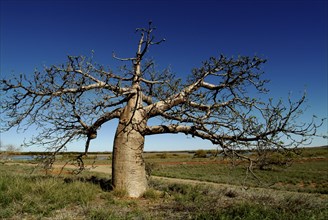 Australia, Northern Territory, Dampier, Boab Tree on the Dampier Penninsula