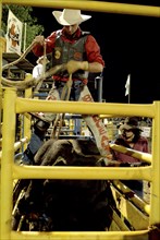 Australia, Northern Territory, Darwin, Darwin Rodeo - the rider is being tied to the bull.