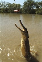 Australia, Northern Territory, Darwin, Saltwater Croc - Crocodilus Crocodilus leaping out of Mart