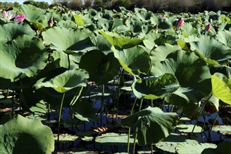 Australia, Northern Territory, Katherine, Giant Lotus in the Mary River Baisin