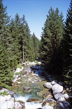 BULGARIA, near Bansko, River running through Pine Forest in Pirin Mountain range .