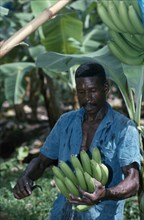 ST LUCIA, River Dorée, Man cutting bunch of bananas on plantation.