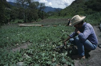 ECUADOR, Loja, Agriculture, Men using small scale irrigation system on water melon crop.