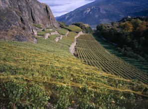 SWITZERLAND, Valais , Sion, Small vineyard between the ruined fort of Tourbillon and Chateaude de