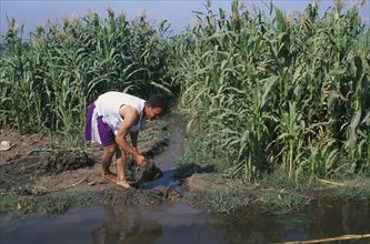 EGYPT, Nile Delta, Man digging irrigation channel between crops