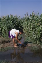EGYPT, Nile Delta, Man digging irrigation channel between crops