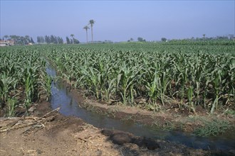 EGYPT, Nile Delta, Irrigation channel running between crops