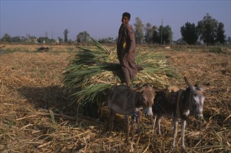 EGYPT, Nile Valley, Luxor, Sugar Harvest. A young man smiling standing on cart pulled by donkeys