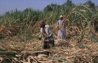 EGYPT, Nile Valley, Luxor, Sugar Harvest. Two men working amongst crop