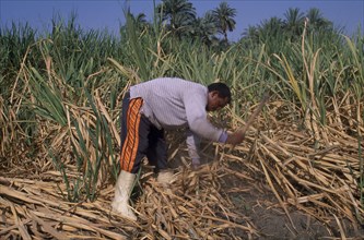 EGYPT, Nile Valley, Luxor, Sugar Harvest.  A man working amongst crop