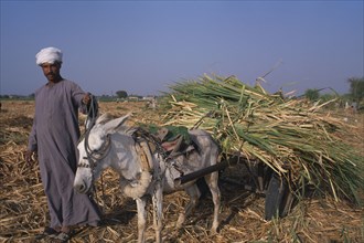 EGYPT, Nile Valley, Luxor, Sugar Harvest.  A man leading a donkey carrying bundles of crop