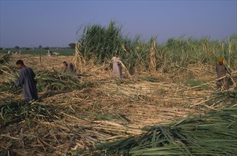 EGYPT, Nile Valley, Luxor, Sugar Harvest. Men working amongst crop
