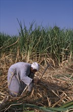 EGYPT, Nile Valley, Luxor, Sugar Harvest. Man working amongst crop