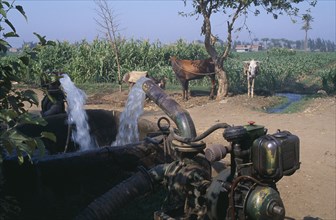 EGYPT, Nile Delta, A diesel powered water pump with cattle tied up to a tree  near a field of crops