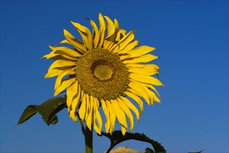 AFGHANISTAN, Bamiyan Province, Bamiyan , Sunflower