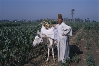 EGYPT, Nile Delta, Onion Harvest . Man standing next to donkey loaded with onions.