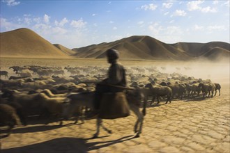 AFGHANISTAN, Desert, Man on donkey back with his flock of sheep between Maimana and Mazar-I-Sharif