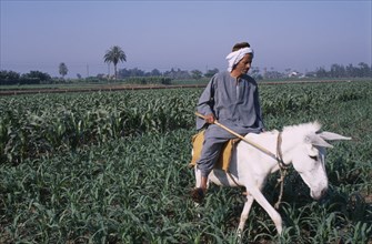 EGYPT, Nile Delta , Farmer holding a cane riding a donkey through field of crops