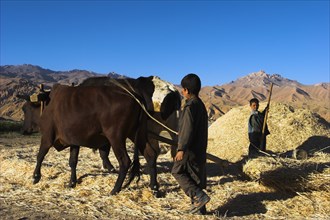 AFGHANISTAN, Bamiyan Province, Bamiyan, Boy threshing with oxen