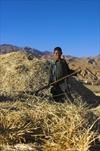 AFGHANISTAN, Bamiyan Province, Bamiyan, Boy threshing