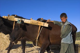 AFGHANISTAN, Bamiyan Province, Bamiyan, Boys threshing with oxen