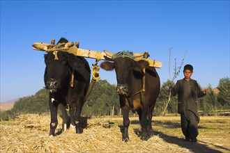 AFGHANISTAN, Bamiyan Province, Bamiyan, Boys threshing with oxen