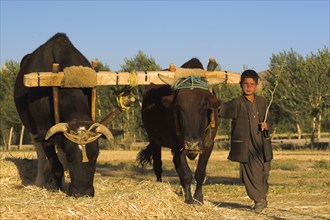 AFGHANISTAN, Bamiyan Province, Bamiyan, Boys threshing with oxen Jane Sweeney