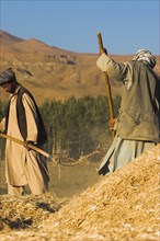AFGHANISTAN, Bamiyan Province, Bamiyan, Men threshing
