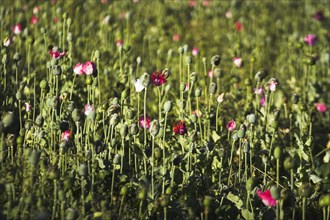AFGHANISTAN, Flora & Fauna, Poppy field between Daulitiar and Chakhcharan