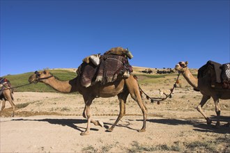 AFGHANISTAN, Desert, Kuchie nomad camel train between Chakhcharan and Jam