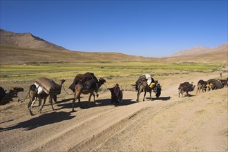 AFGHANISTAN, Desert, Kuchie nomad camel train between Chakhcharan and Jam
