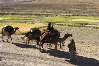 AFGHANISTAN, Desert, "Kuchie nomad camel train, between Chakhcharan and Jam"