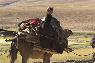 AFGHANISTAN, Desert, "Kuchie nomad camel train, between Chakhcharan and Jam"